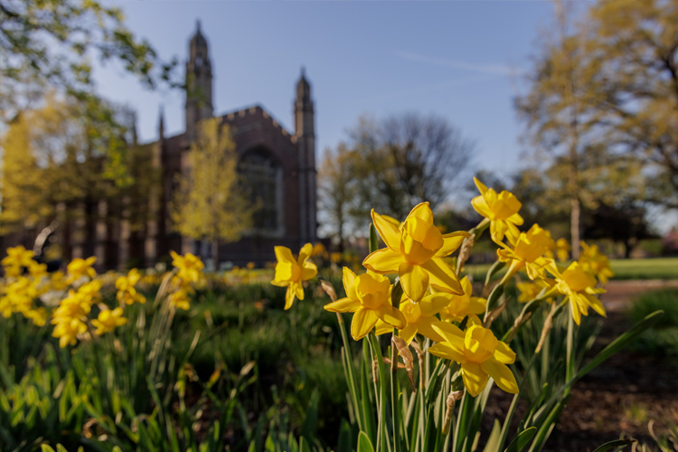 daffodils blooming on campus